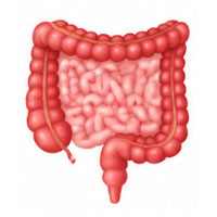 Intestines