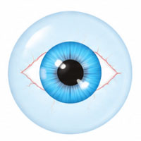corneas