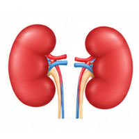 kidneys