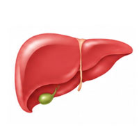 liver