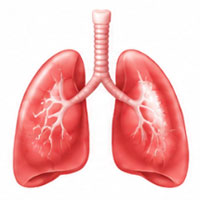 lungs